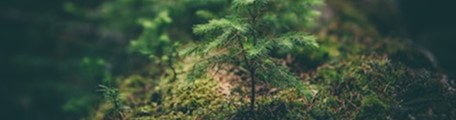 上海生态葬树葬